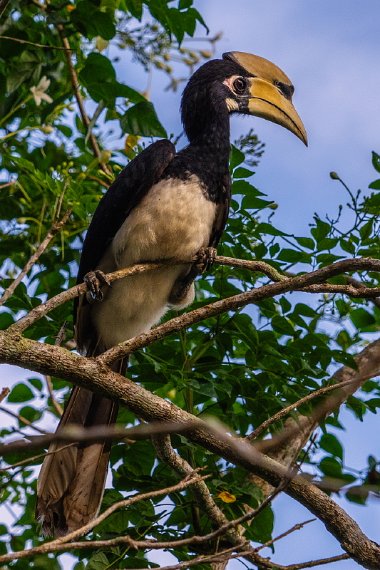 148 Thailand, Krabi, bonte neushoornvogel.jpg